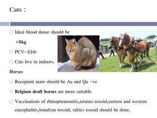 Cats :
 Ideal blood donar should be
>5kg
 PCV-35%
 Cats live in indoors.
Horses
 Recepient mare should be Aa and Qa –ve
 Belgium draft horses are more suitable
 Vaccinations of rhinopnemonitis,tetanus toxoid,eastern and western
encephalitis,botulism toxoid, rabies toxoid should be done.
 