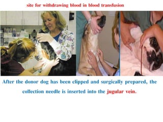 After the donor dog has been clipped and surgically prepared, the
collection needle is inserted into the jugular vein.
site for withdrawing blood in blood transfusion
 
