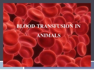 BLOOD TRANSFUSION IN
ANIMALS
 