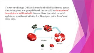 If a person with type O blood is transfused with blood from a person
with either group A or group B blood, there would be destruction of
the recipient’s red blood cells because his or her anti-A or anti-B
agglutinins would react with the A or B antigens in the donor’s red
blood cells.
 