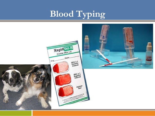 Blood Transfusion for the Veterinary Technician