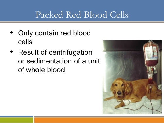 Blood Transfusion for the Veterinary Technician
