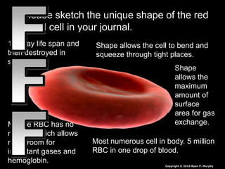 Bhc Normal Blood Cells and Blood Type Lesson PowerPoint, Make Blood Soup | PPTX