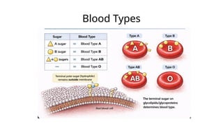 The Biochemistry of Blood Types and its Medical Relevance | PPTX