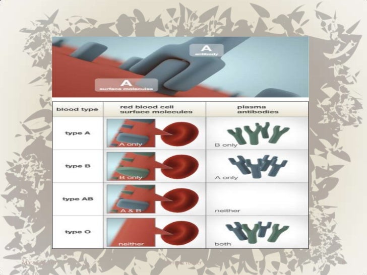 Blood types powerpoint presentation