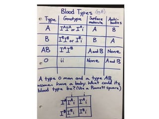 Blood types notes
