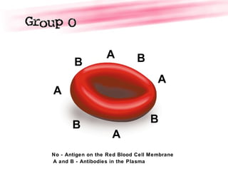 B
A
B
B
A
A
B
A
No - Antigen on the Red Blood Cell Membrane
A and B - Antibodies in the Plasma
 