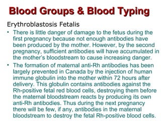 Blood Groups & Blood TypingBlood Groups & Blood Typing
Erythroblastosis Fetalis
• There is little danger of damage to the fetus during the
first pregnancy because not enough antibodies have
been produced by the mother. However, by the second
pregnancy, sufficient antibodies will have accumulated in
the mother’s bloodstream to cause increasing danger.
• The formation of maternal anti-Rh antibodies has been
largely prevented in Canada by the injection of human
immune globulin into the mother within 72 hours after
delivery. This globulin contains antibodies against the
Rh-positive fetal red blood cells, destroying them before
the maternal bloodstream reacts by producing its own
anti-Rh antibodies. Thus during the next pregnancy
there will be few, if any, antibodies in the maternal
bloodstream to destroy the fetal Rh-positive blood cells.
 