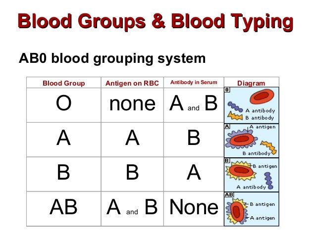 blood typing blood typing chart