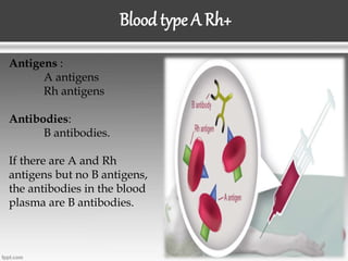Blood type A Rh+
Antigens :
A antigens
Rh antigens
Antibodies:
B antibodies.
If there are A and Rh
antigens but no B antigens,
the antibodies in the blood
plasma are B antibodies.
 