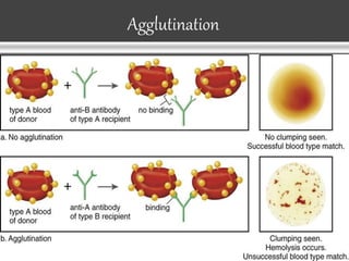 Agglutination
 