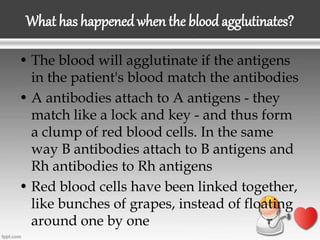 What has happened when the blood agglutinates?
• The blood will agglutinate if the antigens
in the patient's blood match the antibodies
• A antibodies attach to A antigens - they
match like a lock and key - and thus form
a clump of red blood cells. In the same
way B antibodies attach to B antigens and
Rh antibodies to Rh antigens
• Red blood cells have been linked together,
like bunches of grapes, instead of floating
around one by one
 