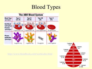 Blood Typing PPT.ppt