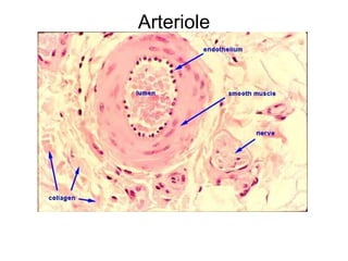 Arteriole 