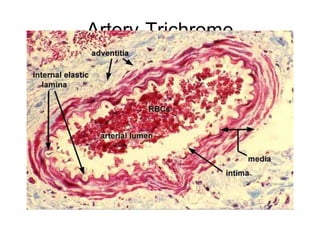 Blood vascular system | PPT