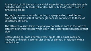BLOOD VASCULAR SYSTEM of amphioxus.pptx