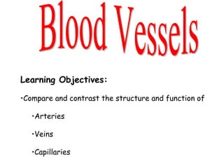 Blood Vessels ,[object Object],[object Object],[object Object],[object Object],[object Object]