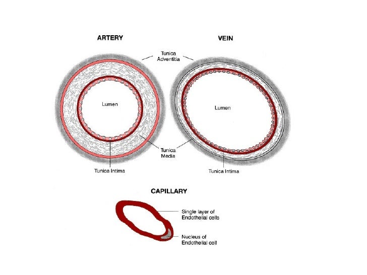 compare arteries veins and capillaries in This site might help you re: compare and contrast the structure and function of the three types of blood vessels: arteries, veins and capillaries. compare arteries veins and capillaries in This site might help you re: compare and contrast the structure and function of the three types of blood vessels: arteries, veins and capillaries.