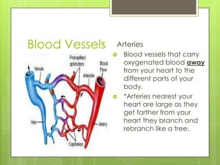 Blood Vessels
            I.   Arteries
                    Blood vessels that carry
                     oxygenated blood away
                     from your heart to the
                     different parts of your
                     body.
                    *Arteries nearest your
                     heart are large as they
                     get farther from your
                     heart they branch and
                     rebranch like a tree.
 