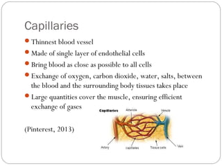 Capillaries
Thinnest blood vessel
Made of single layer of endothelial cells
Bring blood as close as possible to all cells
Exchange of oxygen, carbon dioxide, water, salts, between

the blood and the surrounding body tissues takes place
Large quantities cover the muscle, ensuring efficient
exchange of gases
(Pinterest, 2013)

 