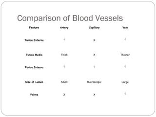 Comparison of Blood Vessels
Feature

Artery

Capillary

Vein

Tunica Externa

√

X

√

Tunica Media

Thick

X

Thinner

Tunica Interna

√

√

√

Size of Lumen

Small

Microscopic

Large

Valves

X

X

√

 