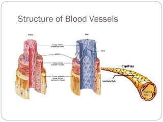 Structure of Blood Vessels

 