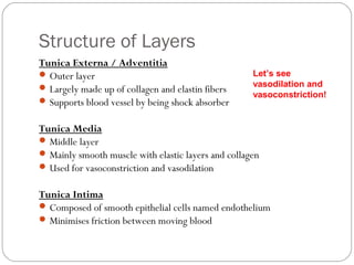 Structure of Layers
Tunica Externa / Adventitia
 Outer layer
 Largely made up of collagen and elastin fibers
 Supports blood vessel by being shock absorber

Let’s see
vasodilation and
vasoconstriction!

Tunica Media
 Middle layer
 Mainly smooth muscle with elastic layers and collagen
 Used for vasoconstriction and vasodilation
Tunica Intima
 Composed of smooth epithelial cells named endothelium
 Minimises friction between moving blood

 