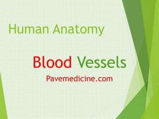 Human Anatomy 
Blood Vessels 
Pavemedicine.com 
 