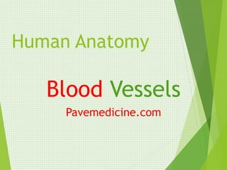 Blood vessels | PPT