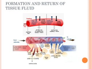 FORMATION AND RETURN OF
TISSUE FLUID
 