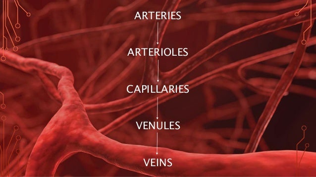 Image result for blood veins