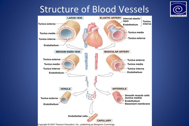ANATOMY OF BLOOD VESSELS | PPT | Heart and Cardiovascular Diseases