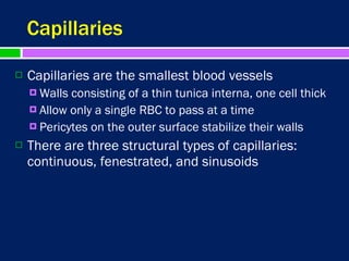 Blood vessels.2. | PPT
