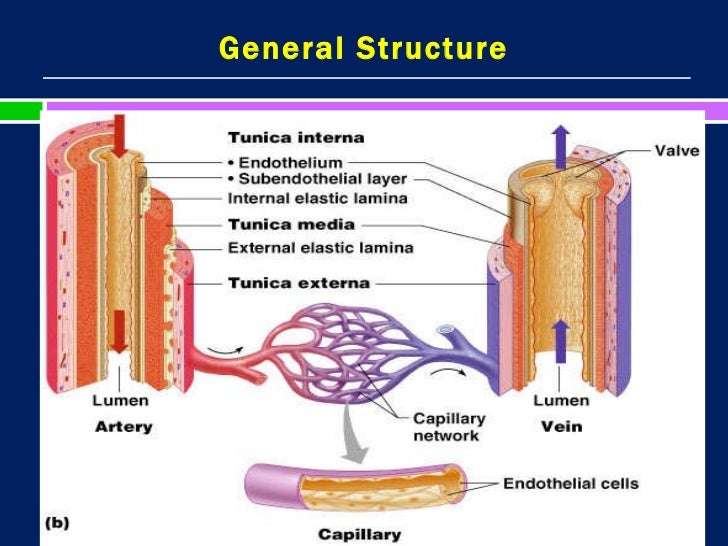 Blood Vessels 2 Blood Vessels 2