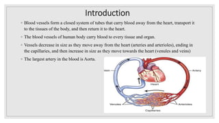 Introduction
◦ Blood vessels form a closed system of tubes that carry blood away from the heart, transport it
to the tissues of the body, and then return it to the heart.
◦ The blood vessels of human body carry blood to every tissue and organ.
◦ Vessels decrease in size as they move away from the heart (arteries and arterioles), ending in
the capillaries, and then increase in size as they move towards the heart (venules and veins)
◦ The largest artery in the blood is Aorta.
 