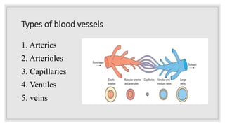 Types of blood vessels
1. Arteries
2. Arterioles
3. Capillaries
4. Venules
5. veins
 