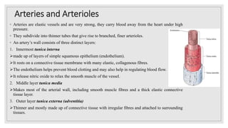 Arteries and Arterioles
◦ Arteries are elastic vessels and are very strong, they carry blood away from the heart under high
pressure.
◦ They subdivide into thinner tubes that give rise to branched, finer arterioles.
◦ An artery’s wall consists of three distinct layers:
1. Innermost tunica interna
made up of layers of simple squamous epithelium (endothelium).
It rests on a connective tissue membrane with many elastic, collagenous fibres.
The endothelium helps prevent blood clotting and may also help in regulating blood flow.
It release nitric oxide to relax the smooth muscle of the vessel.
2. Middle layer tunica media
Makes most of the arterial wall, including smooth muscle fibres and a thick elastic connective
tissue layer.
3. Outer layer tunica externa (adventitia)
Thinner and mostly made up of connective tissue with irregular fibres and attached to surrounding
tissues.
 