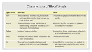 Characteristics of Blood Vessels
 