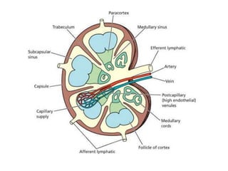 Blood vessels.pptx
