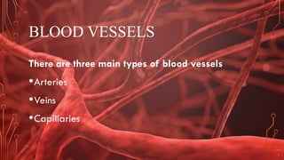 Comprehensive Overview of Blood Vessels and Circulatory System ...