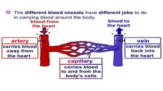 Comprehensive Overview of Blood Vessels and Circulatory System ...