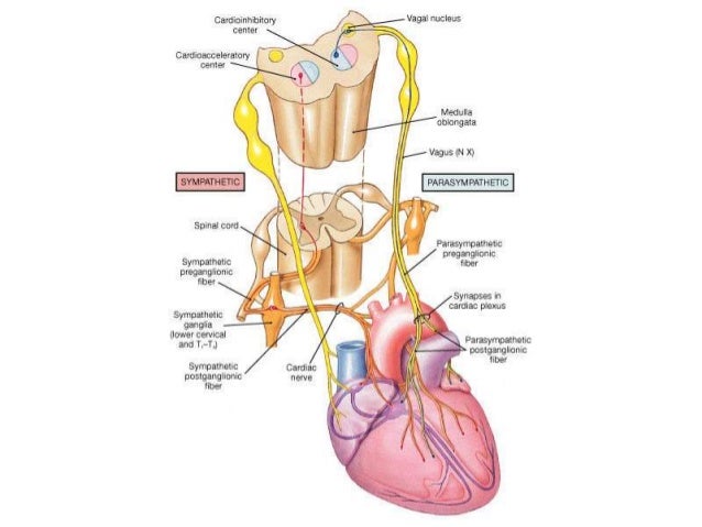Blood vessels physiology