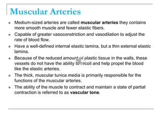 Muscular Arteries
 Medium-sized arteries are called muscular arteries they contains
more smooth muscle and fewer elastic fibers.
 Capable of greater vasoconstriction and vasodilation to adjust the
rate of blood flow.
 Have a well-defined internal elastic lamina, but a thin external elastic
lamina.
 Because of the reduced amount of elastic tissue in the walls, these
vessels do not have the ability to recoil and help propel the blood
like the elastic arteries.
 The thick, muscular tunica media is primarily responsible for the
functions of the muscular arteries.
 The ability of the muscle to contract and maintain a state of partial
contraction is referred to as vascular tone.
 