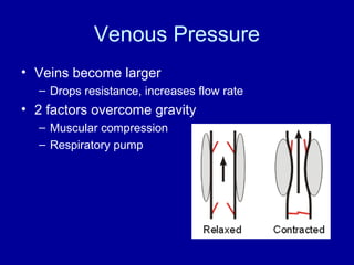 Venous Pressure
• Veins become larger
  – Drops resistance, increases flow rate
• 2 factors overcome gravity
  – Muscular compression
  – Respiratory pump
 