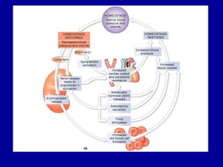 Blood vessels and circulation