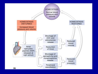 Blood vessels and circulation