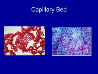 Capillary Bed
 
