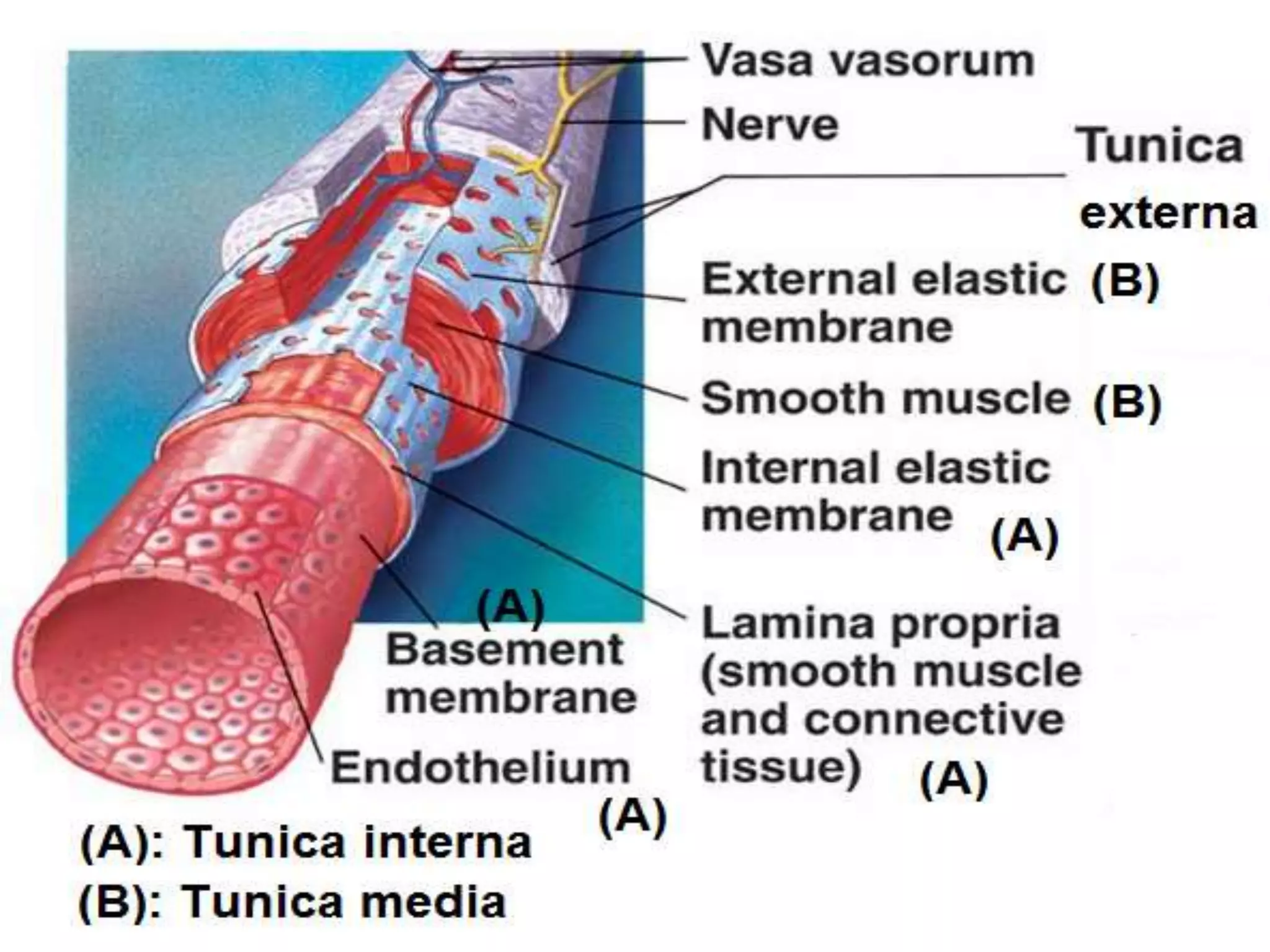 Blood vessels and circulatory system | PPTX