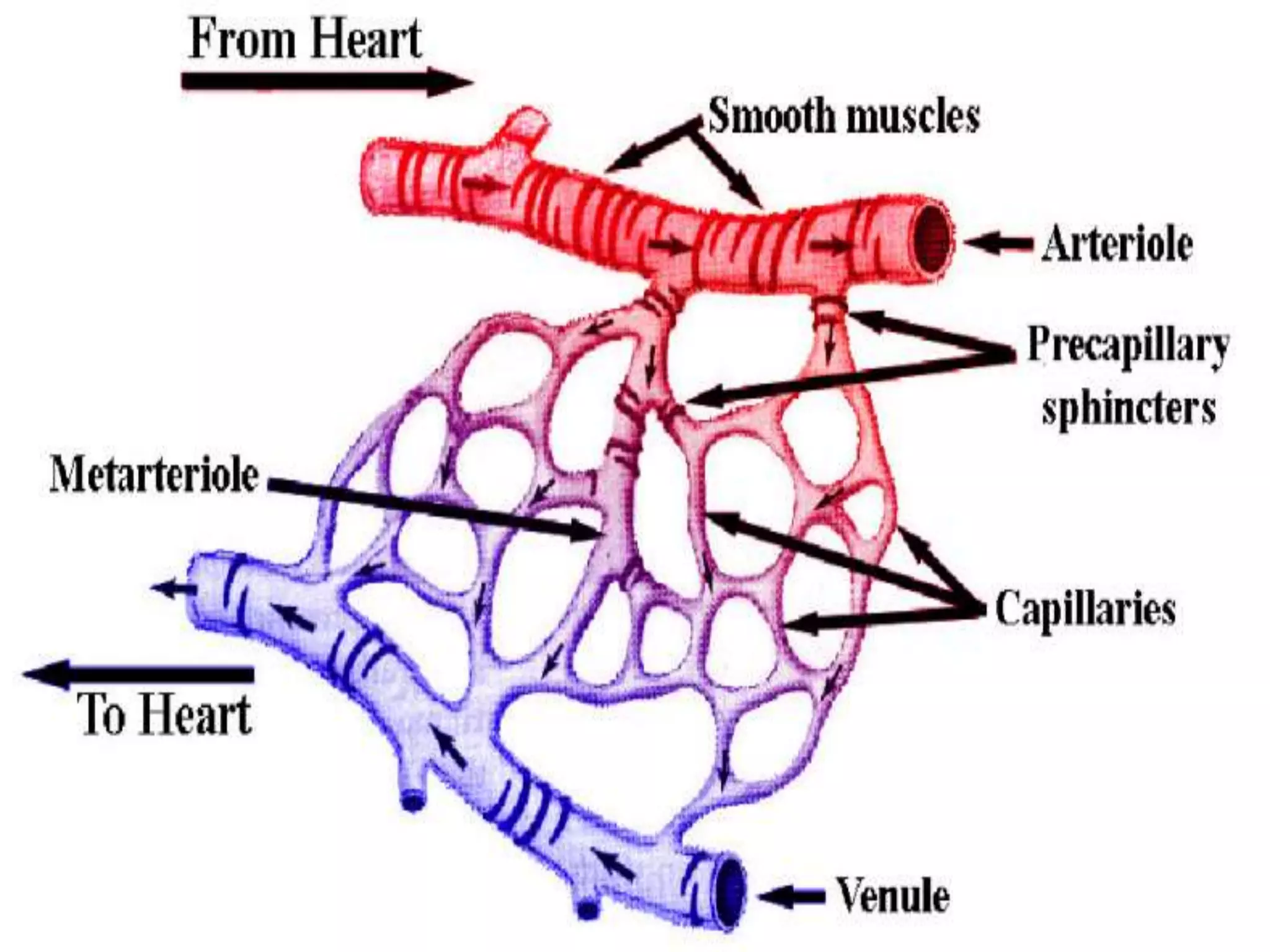 Blood vessels and circulatory system | PPTX