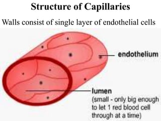 Blood vessels and circulatory system | PPTX